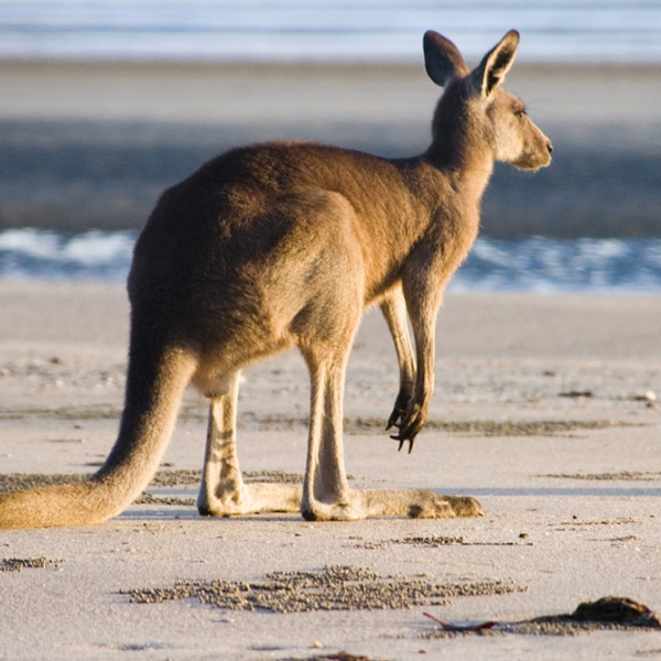 Descubre Australia - Kangaroo Island